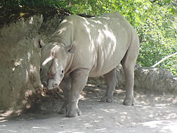 Eugene Boyko Rhinoceros in the Zoo of Zurich
