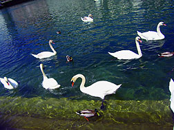 Alena Fedikovich Swans on the lake
