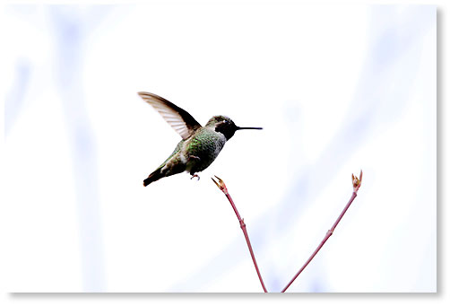 Anna's hummingbird 
