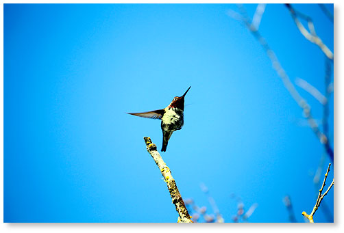 Anna's Hummingbird 