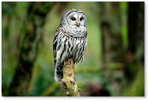 Barred owl 