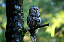 Barred owl 