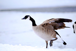Canada goose 