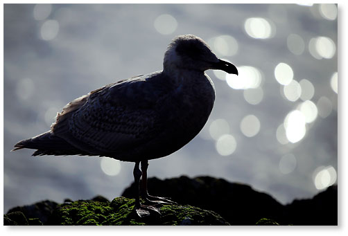 Glaucous winged gull 