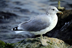 Glaucous winged gull 