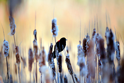 Red winged blackbird 