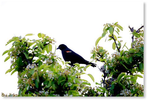 Red winged blackbird 