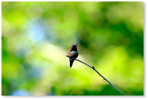 Rufous hummingbird 